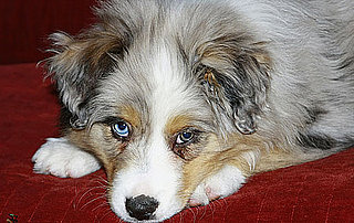 Australian Shepherd Trivia