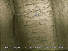 Hair Under a Microscope Hair Under a Microscope