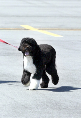 It's Off to the Vineyard For Bo Obama!