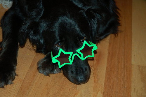 My beautiful dog, Sydney, so bright she needs shades
