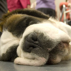 List of National Dogs From Countries Around the World