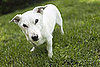 How Dog Breeds Get Named