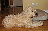 Soft Coated Wheaten Terrier Trivia