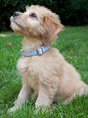Vineyard Vines Dog Collars From Mascot Dog