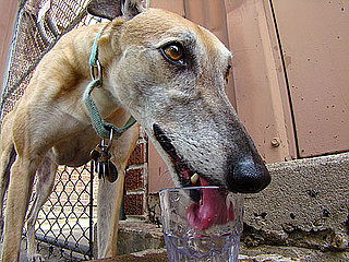 Why Does My Dog Drink From a Glass?