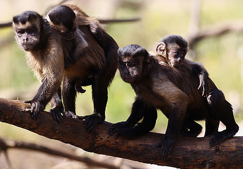 Pictures of Baby Capuchin Monkeys