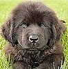 Pictures of Working Group Puppies
