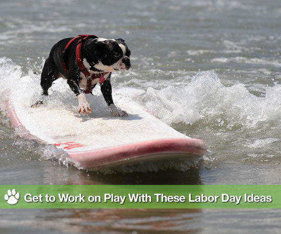 What Should I Do With My Dog This Weekend?