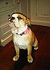 Picture of Beckhams' New Bulldog