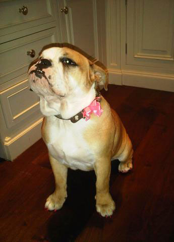 Picture of Beckhams' New Bulldog