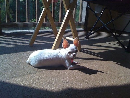 Sunbathing Tiffany