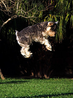 Picture of Dog Jumping High