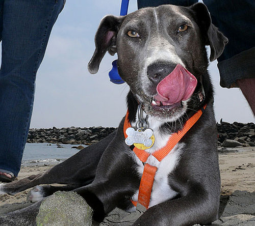 Register For HomeAgain Microchips