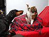 How to Deal With Your Pets Fighting