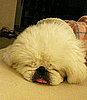 Facts About Pekingese