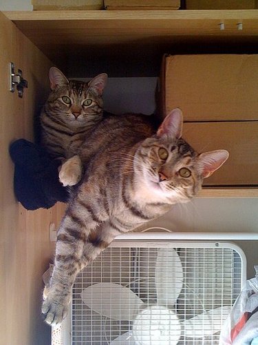 Squished sisters