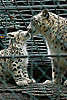 Pictures of Snow Leopards