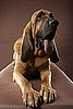 Bloodhound Trivia