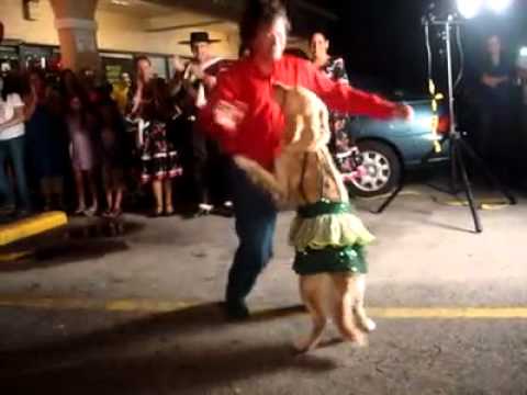 Doggie Dances Merengue
