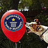 What Animals Set Guinness World Records?