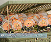 Edible Babies: Cute or Creepy?