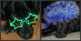My dog Sydney shows her fashsion sense