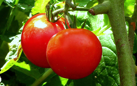 What Are Early Girl Tomatoes? What Are Early Girl Tomatoes?