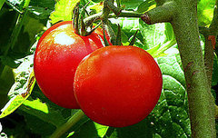 What Are Early Girl Tomatoes?