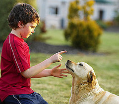 Why Shouldn't You Say No to a Dog? Why Shouldn't You Say No to a Dog?