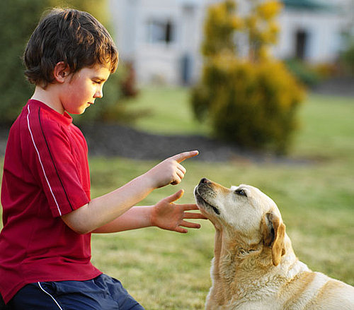 Why Shouldn't You Say No to a Dog?