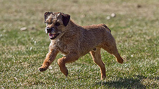 Border Terrier Trivia