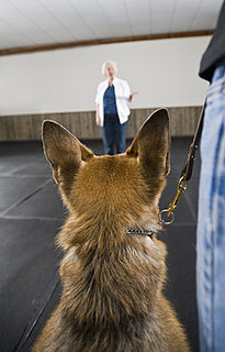 How Can I Train My Dog