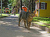 Homeless Cat Village