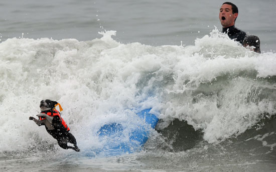 2010 Surf City Surf Dog Competition in Huntington Beach 2010 Surf City Surf Dog Competition in Huntington Beach