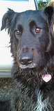 Share your cute dog photos and dog adoption stories
