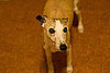 Whippet Trivia