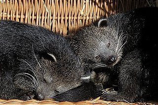 What Is a Bearcat?