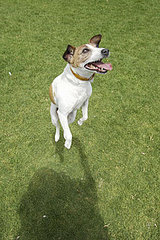 How Do I Make My Dog Stop Jumping? How Do I Make My Dog Stop Jumping?