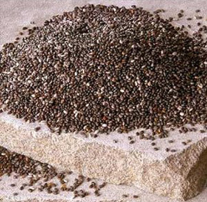 Why We Should Love to Eat Chia Seeds