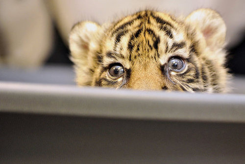 Pictures of Sumatran Tiger Cub