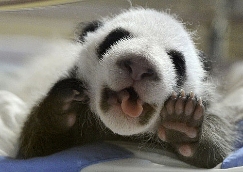 Pictures of Pandas at Madrid Zoo