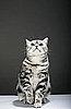 How to Train a Cat