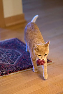 How to Teach a Cat to Fetch