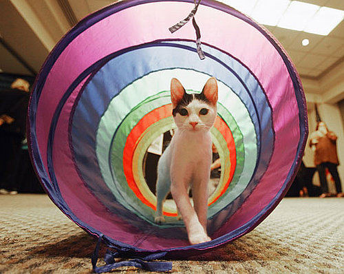 Tunnels For Dogs and Cats