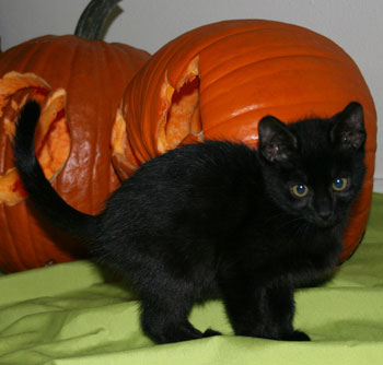Flameless Lights For Pumpkins