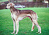 Saluki Breed Facts
