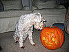 Don't Feed Dogs Old Pumpkins