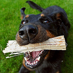 Can Dogs Play With Sticks