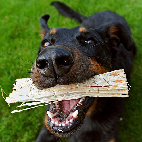 Can Dogs Play With Sticks