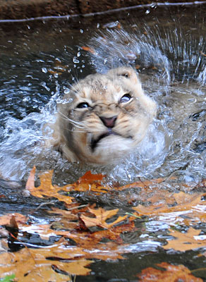 Swim Lesson For Lion Swim Lesson For Lion